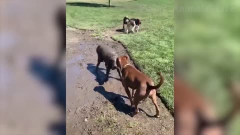 funny animals №1
