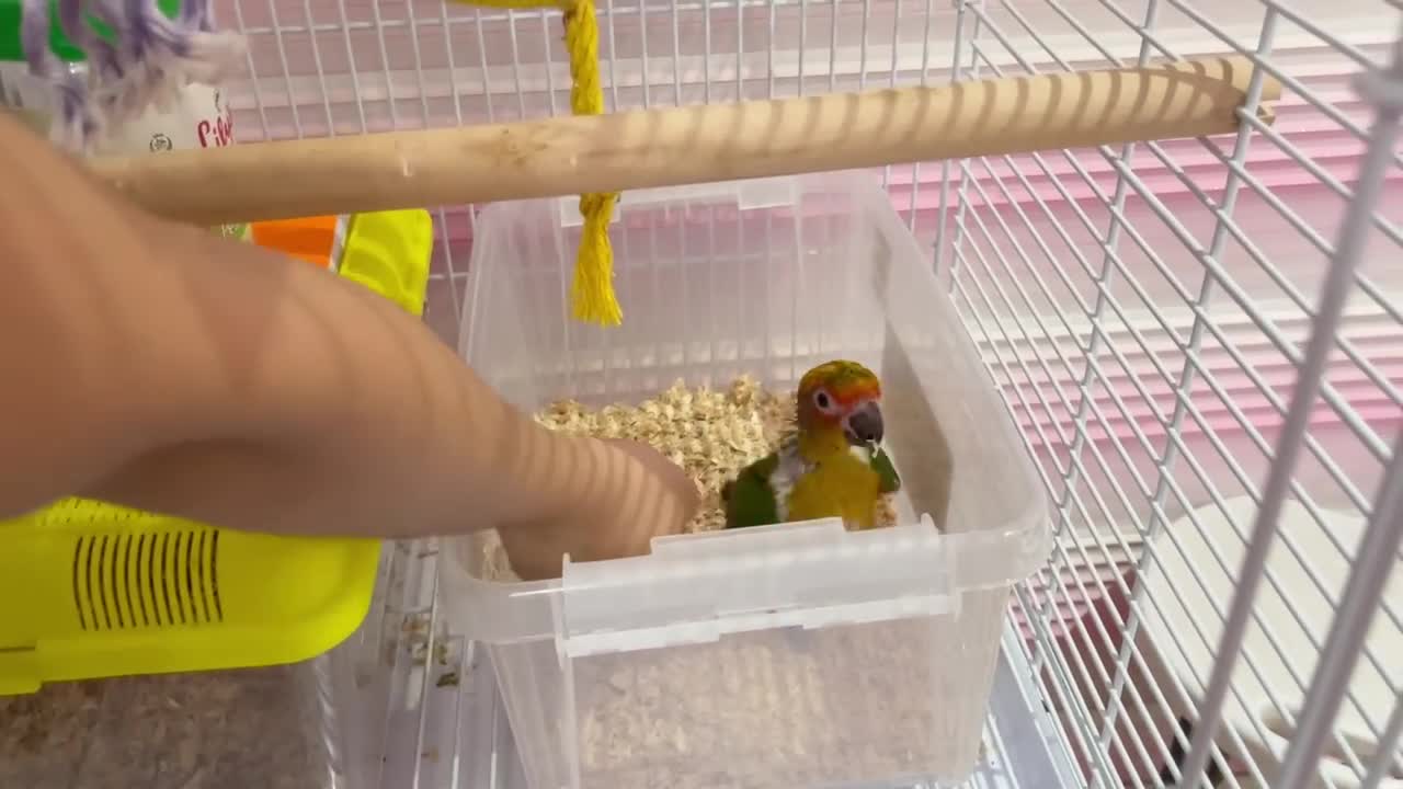 KAYCEE'S PET PARROT SUNNY THE CONURE - KAYCEE in WONDERLAND FAMILYp4