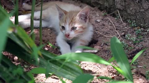 Funny cat 😨 fearing videos