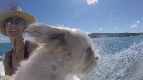 Shihtzu Loves Boat Rides