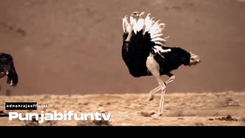 Ostrich love meeting 💜❤️