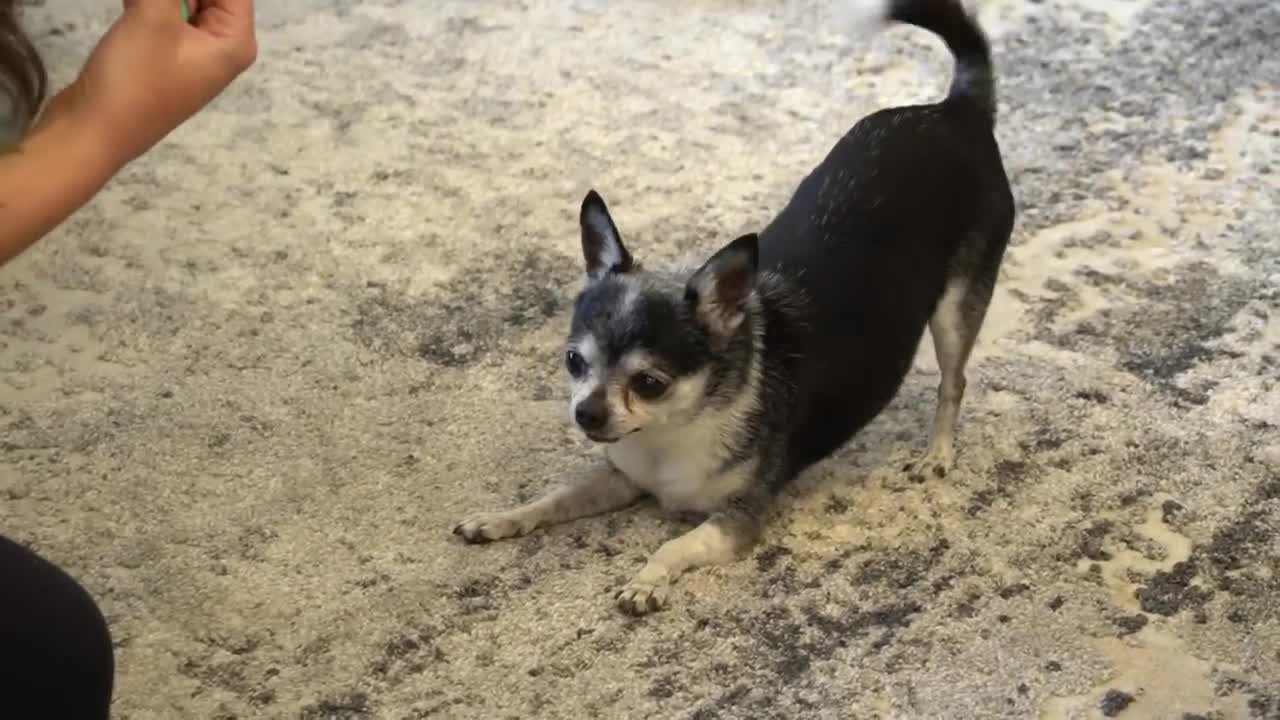 Trying To Get My Chihuahua To Sit For 20 Minutes/Amazing