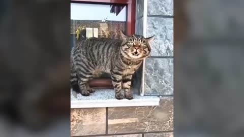 Talking cats! Cats speak in English