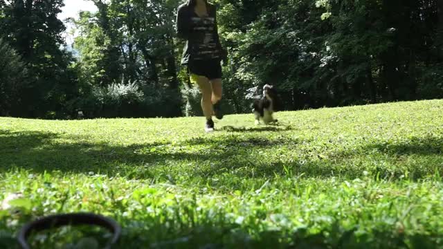 Morning Walk & Tricks - Cavalier King Charles Spaniel