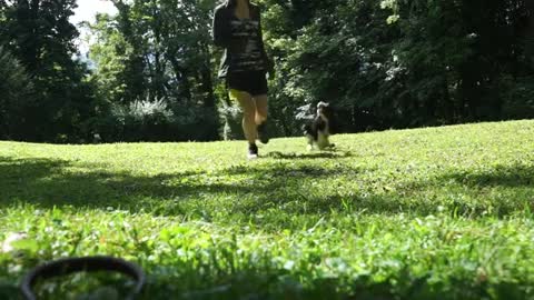 Morning Walk & Tricks - Cavalier King Charles Spaniel