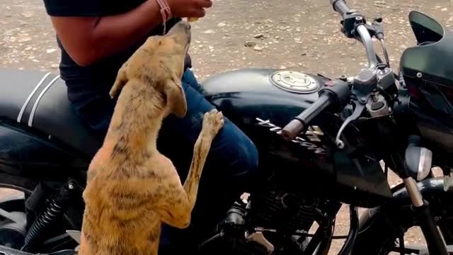 Indian Dog Want to eating Milk Biscuit With the Public