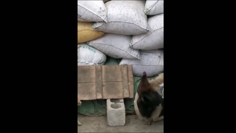 Funny dogs.