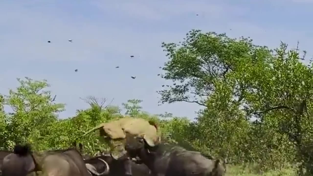 Herd of Buffaloes Tramples Lion in Epic Battle