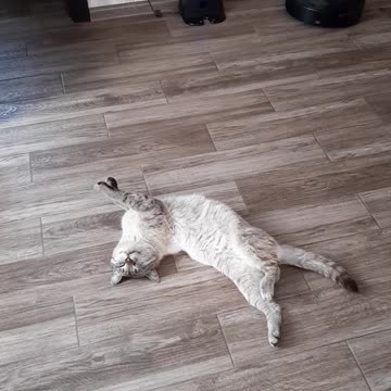 Deep sleep of a cat.