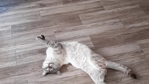 Deep sleep of a cat.