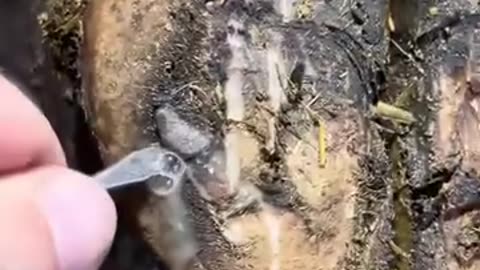 Poor cow feel badly pain