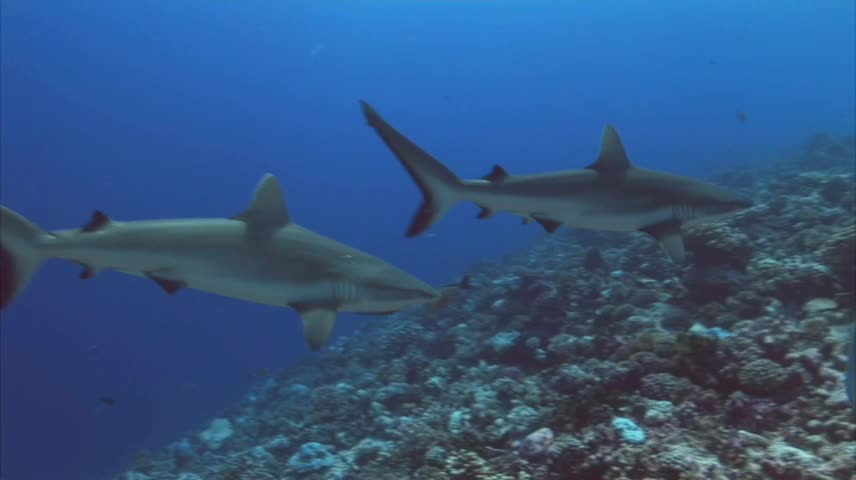 Two Grey Reef Sharks🦈 On A Coral Reef.