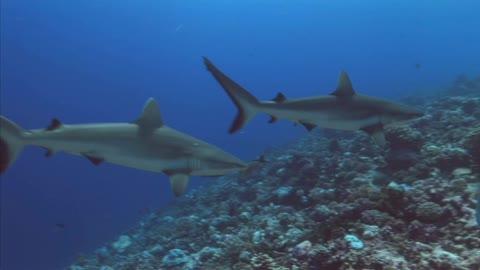 Two Grey Reef Sharks🦈 On A Coral Reef.