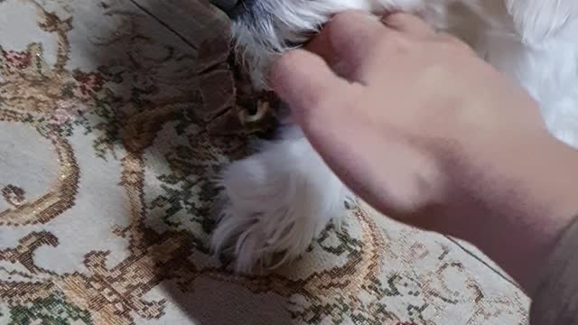 When you try to steal a bone from your dog!