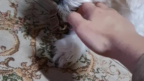 When you try to steal a bone from your dog!