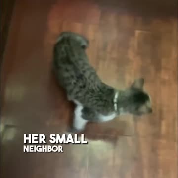 This is the smartest cat you ever saw! 😺🧠