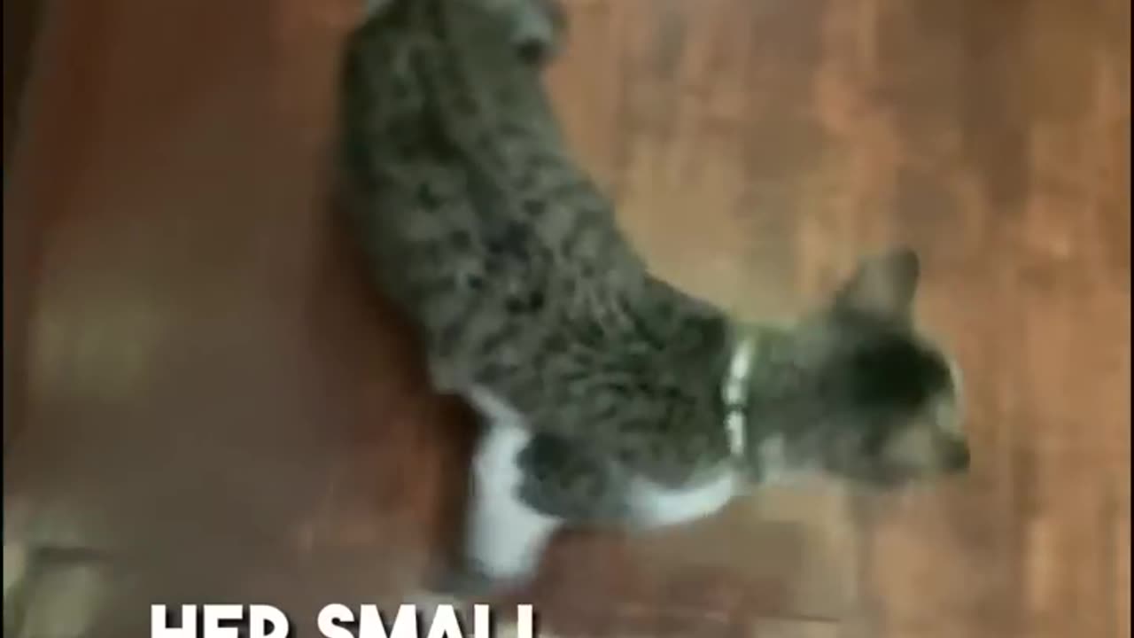 This is the smartest cat you ever saw! 😺ðŸ§