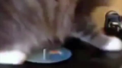 Funny Cat Spins Around on A Record on a Turntable #shorts
