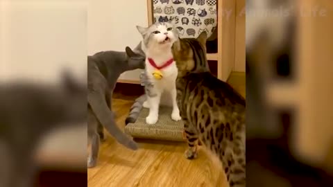 killer dogs