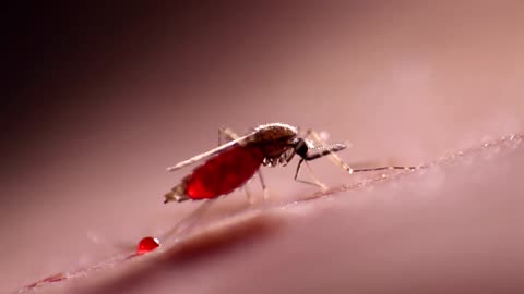 US Man Dies From Rare Mosquito Virus Caught In Backyard, Cases Rising