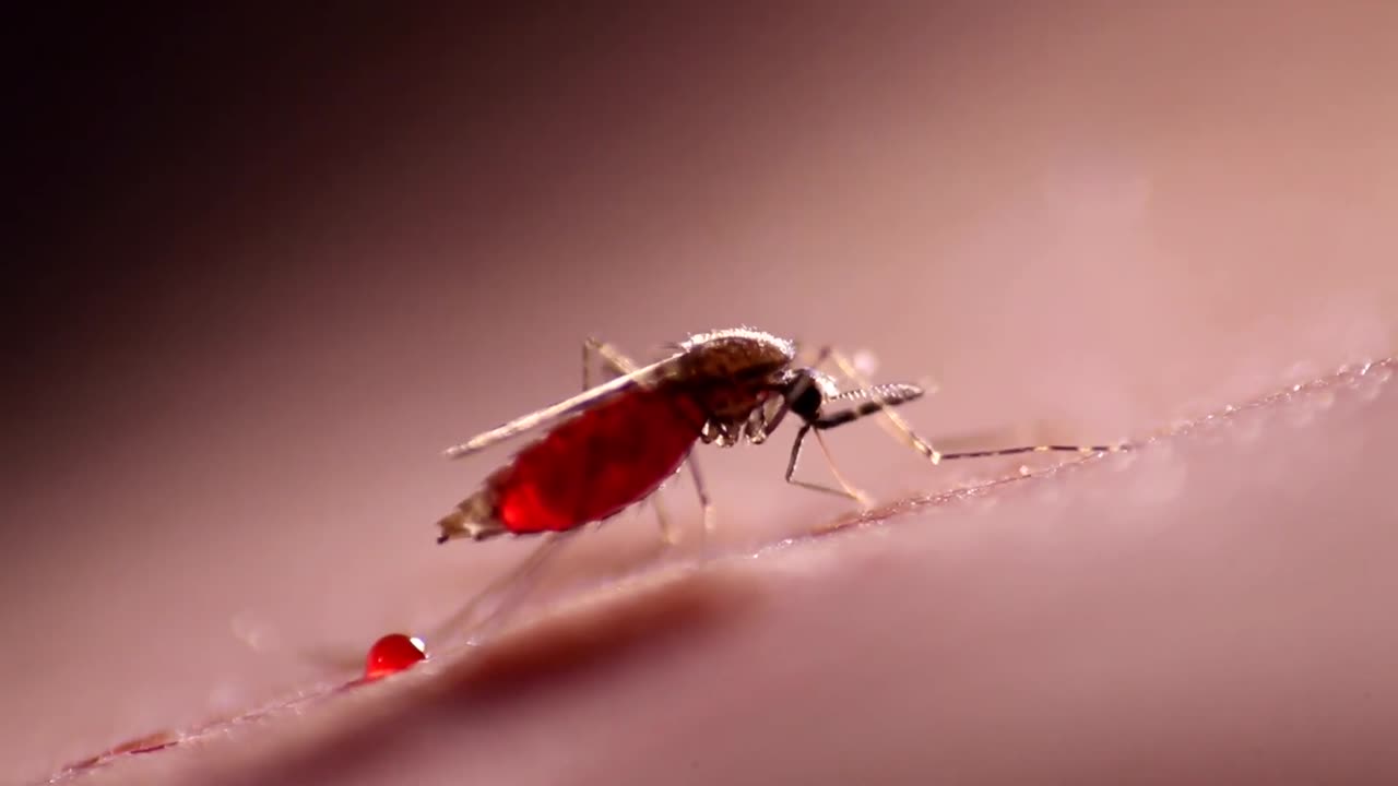 US Man Dies From Rare Mosquito Virus Caught In Backyard, Cases Rising