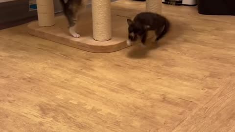 The cutest video you’ll see today