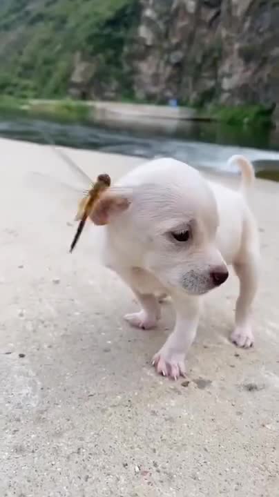 Funniest & Cutest Labrador Puppies #2 - Funny Puppy Videos 2021