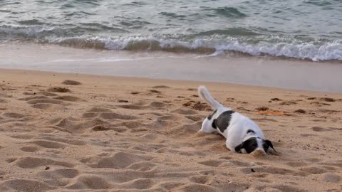 A DOG PLAYS ON THE BEACH