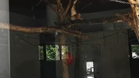 obedient pigeon