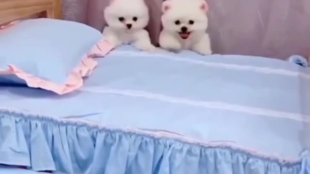 Puppy dog funny videos ।।two dogs funny video with entertenment #short