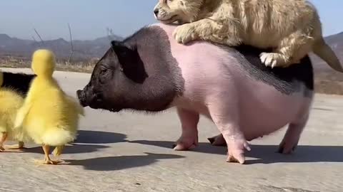 They are a family