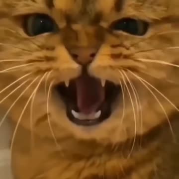 Funny comedy scenes don't stop laugh 🤣😂