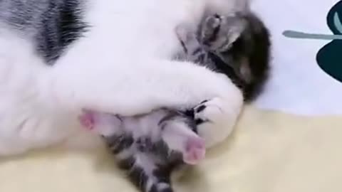 Mother cat's love