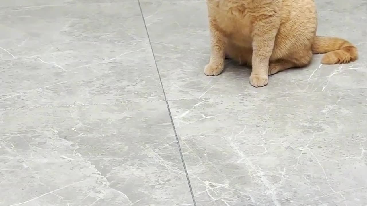 Cat funny moment video shorts.