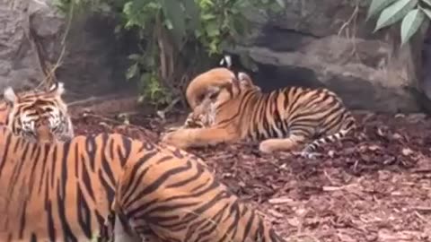 Tiger cubs without a care in the world