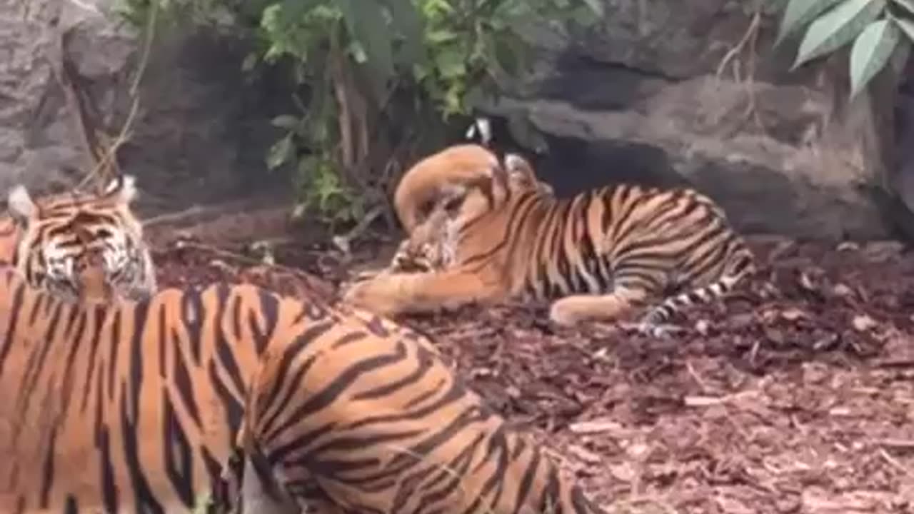 Tiger cubs without a care in the world