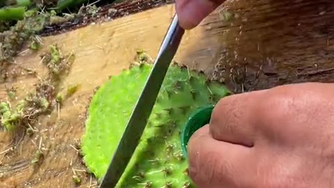 Asmr Video Satisfying WORLD