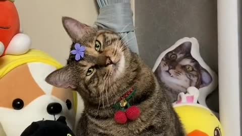 Baby cats - cat 🙀 and funny cat video Compilation #cats #dogs #shorts | Cat funny life