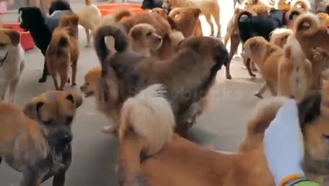 Dogs video | Beautiful moment | many dogs video |