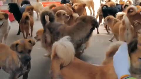 Dogs video | Beautiful moment | many dogs video |