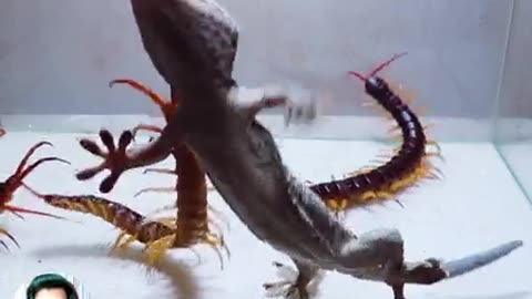 Geko fight