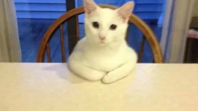 Talking Funnu Cat