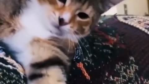 cute kittens