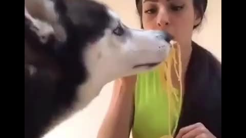 Husky lives spaghetti🍝