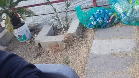 Timid seaside street cat