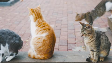 Cat viral dance
