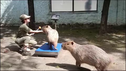 Weighing capybaras at the local zoo
