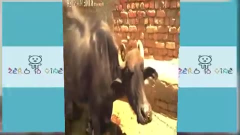 The Funniest Clips Ever