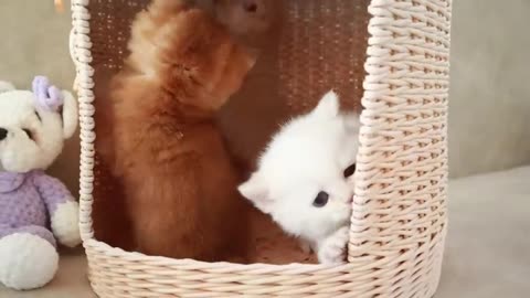Mom Cat playing and talking #cat #cute #kitten #pets #meow #videos #shorts #dog