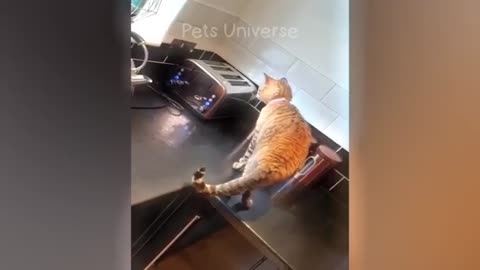 Funiest cat's video 2024